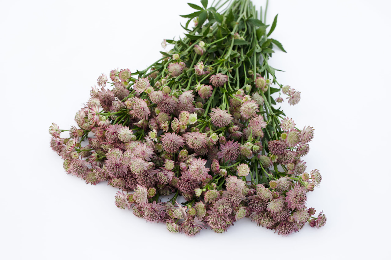 Tähtiputki Roma, Loukykvět