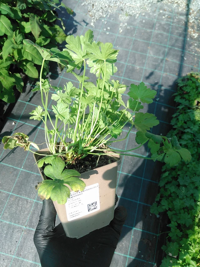 Peittokurjenpolvi Cambridge - 19. 8. 2025