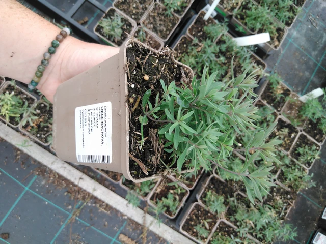 Linaria purpurea - 2024