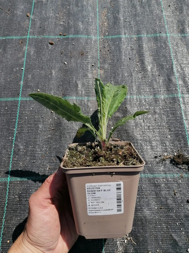 Balkaninpallo-ohdake Blue Glow - 2024