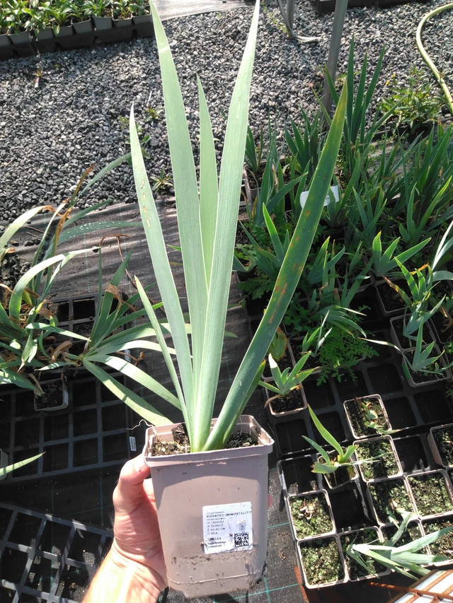 Tarhakurjenmiekka Immortality - 20. 6. 2025