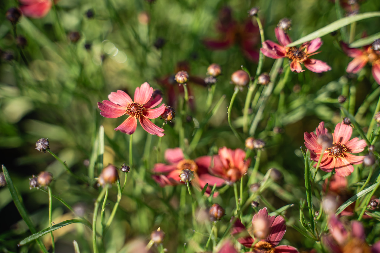 Coreopsis Limerock Dream, Loukykvět