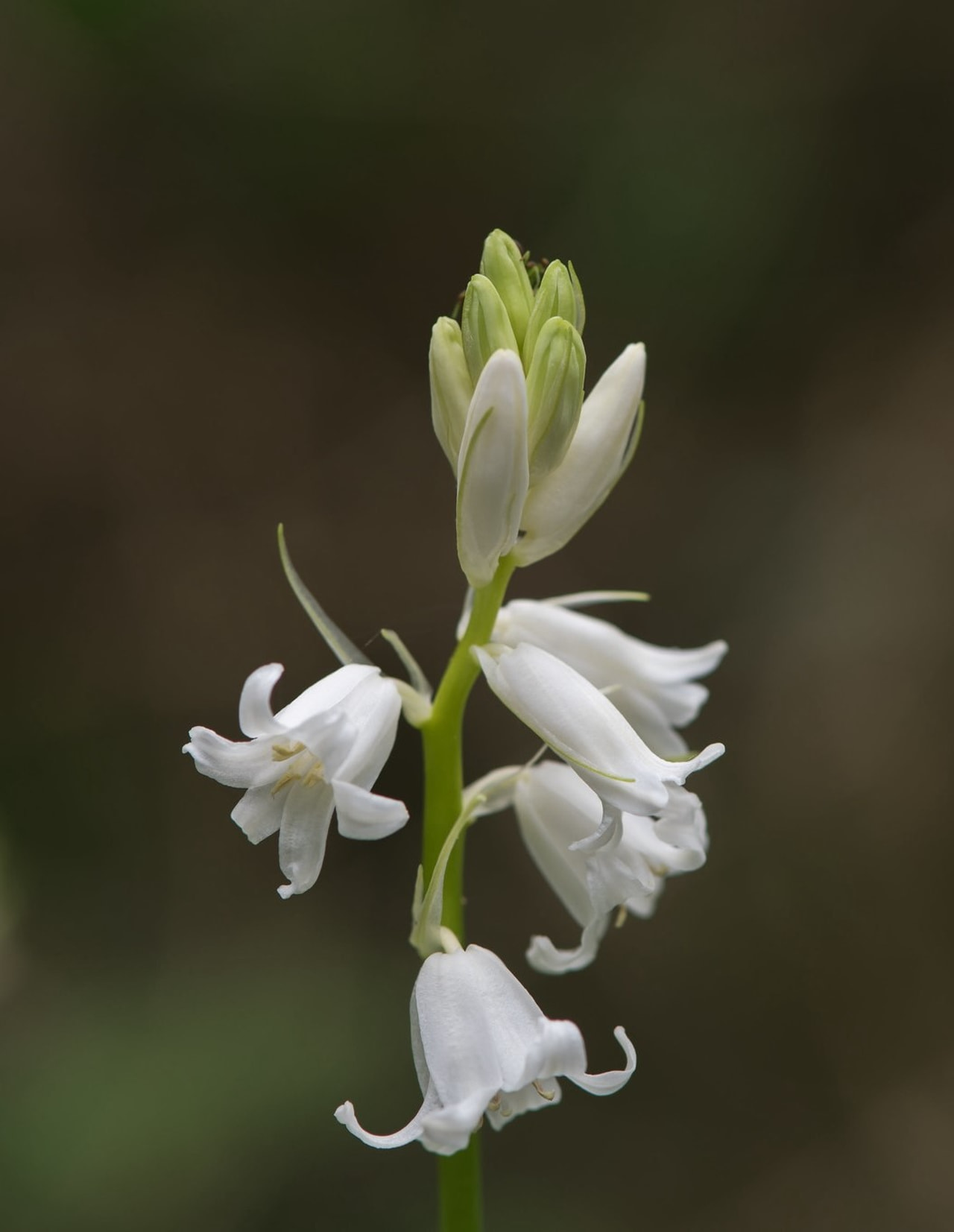 Espanjansinililja Alba, Loukykvět