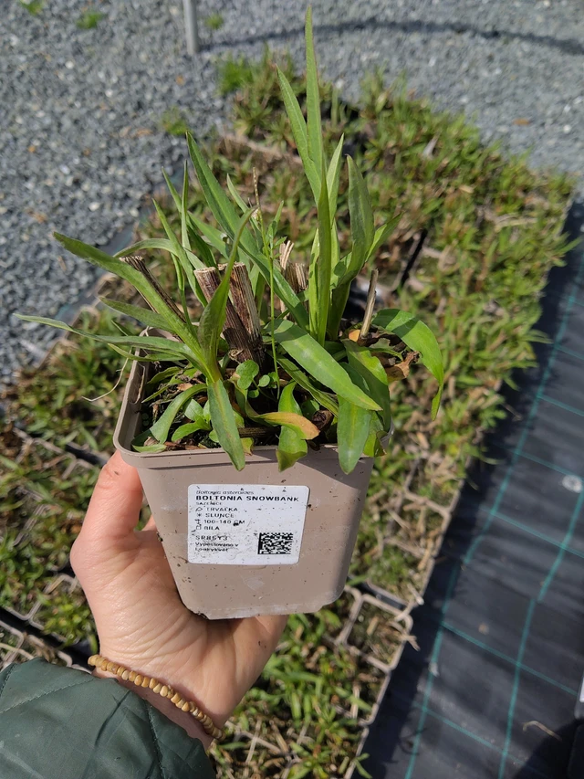 Boltonia Snowbank - 21. 4. 2026