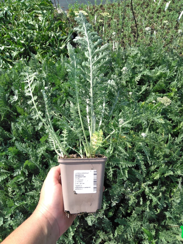 Siankärsämö Alabaster - 2024