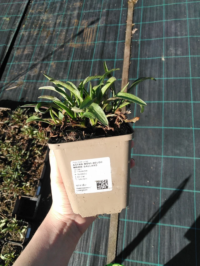 Aster novi-belgii Marie Ballard - 7. 4. 2026
