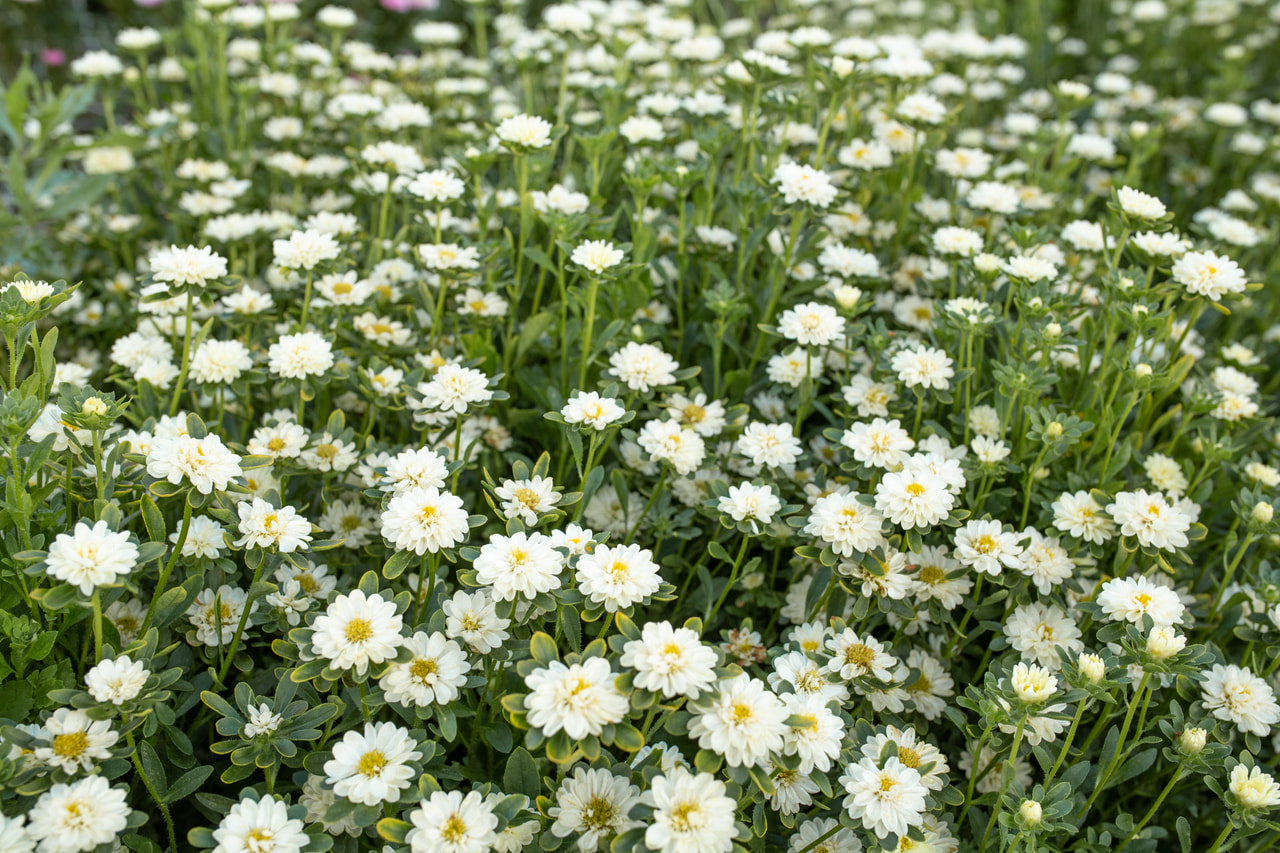 Kiinanasteri Serenade White, Loukykvět