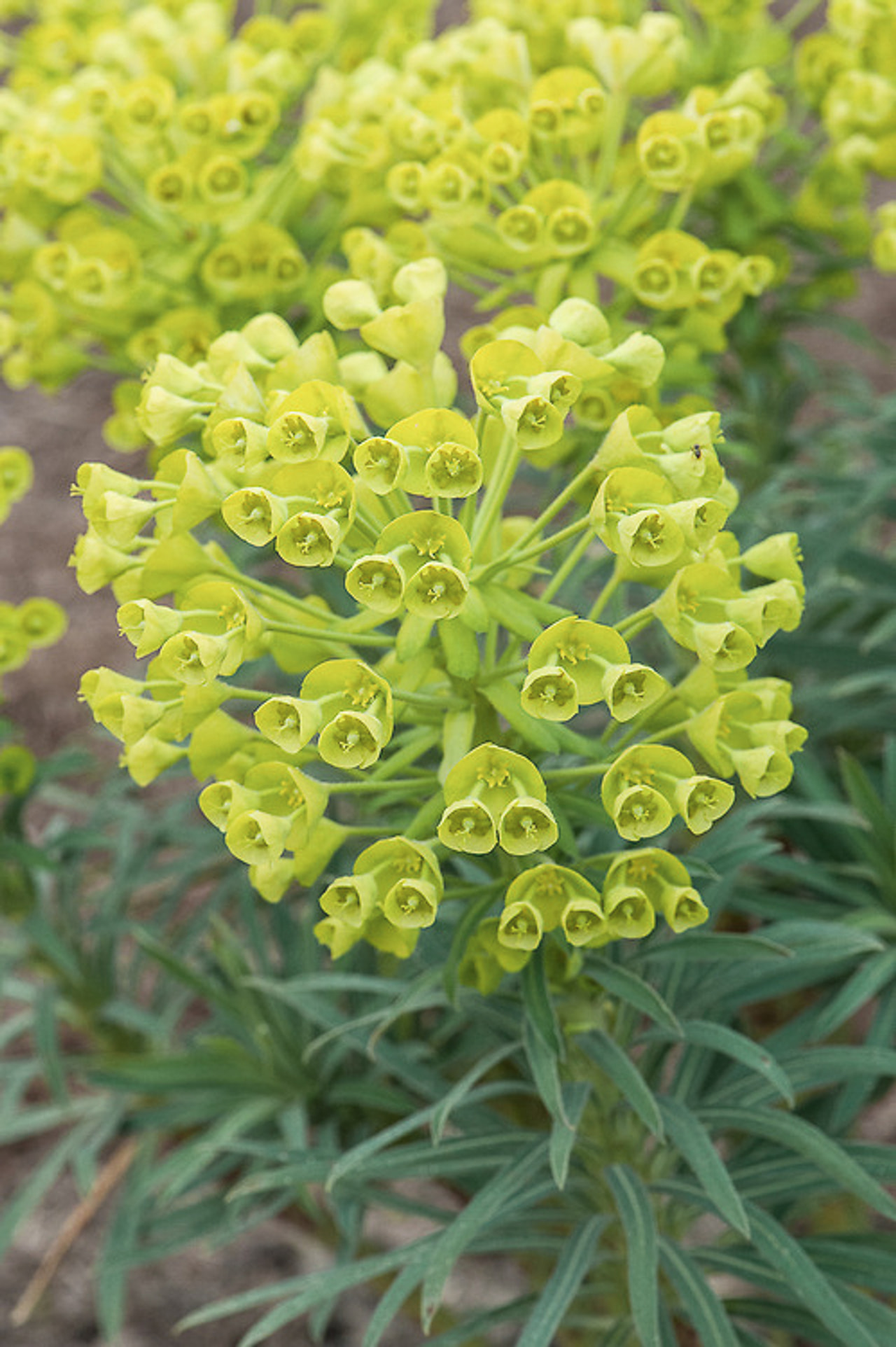 Euphorbia Wulfenii, Loukykvět