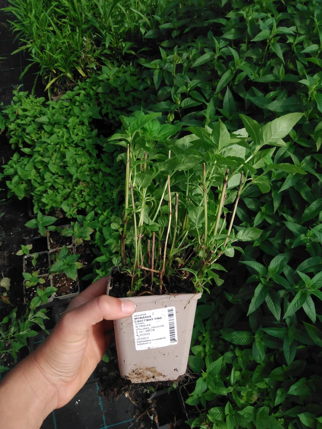 Väriminttu Croftway Pink - 2024