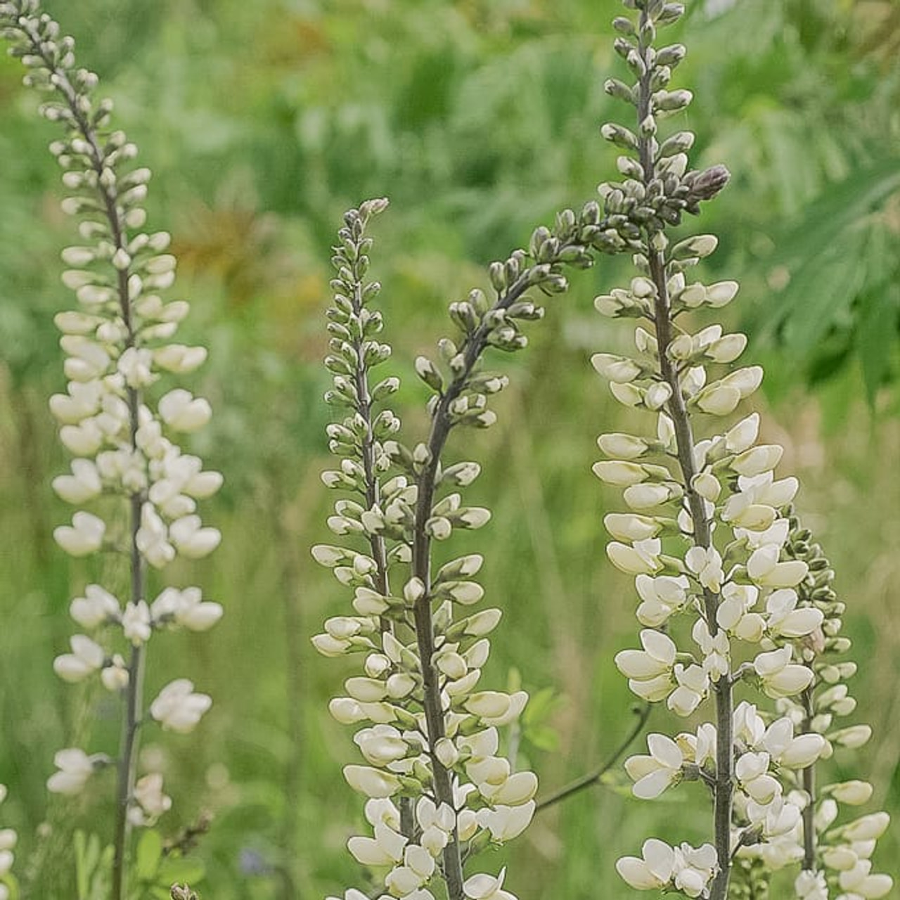 Valkovaleindigo, Loukykvět