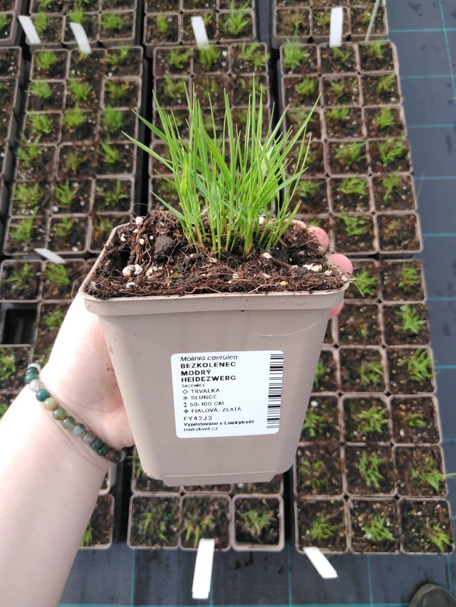 Siniheinä Heidezwerg - 2024