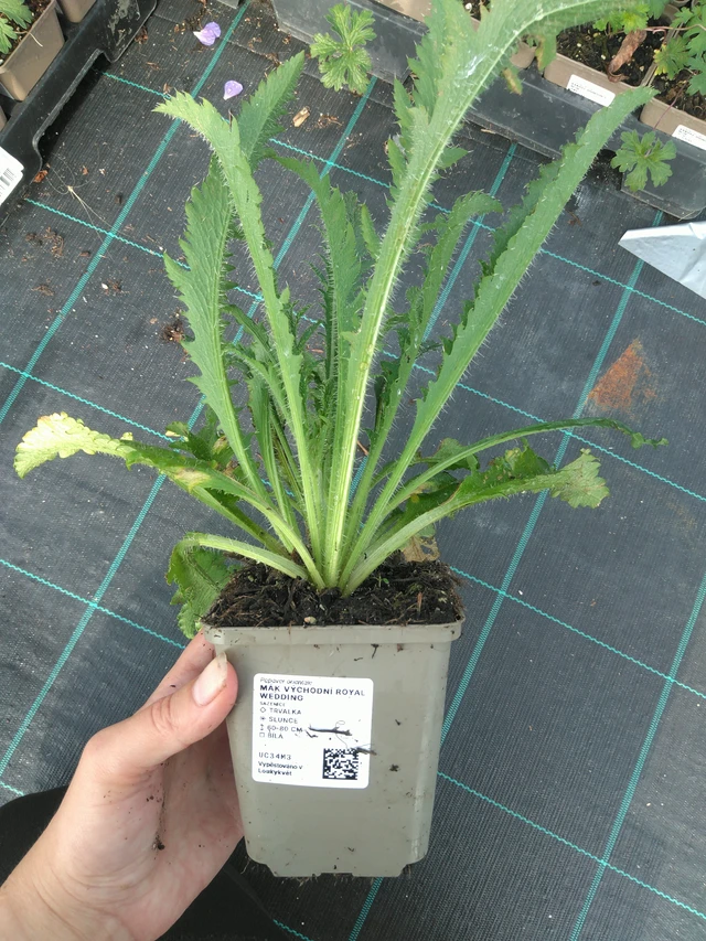 Idänunikko Royal Wedding - 11. 7. 2025