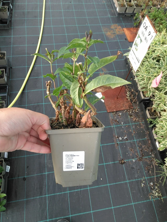 Leimu Winnetou - 11. 7. 2025