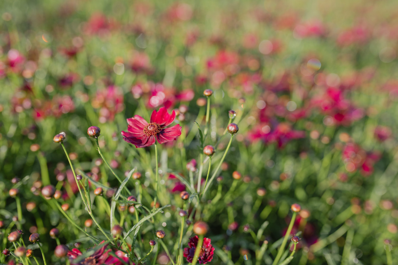 Coreopsis Limerock Ruby, Loukykvět