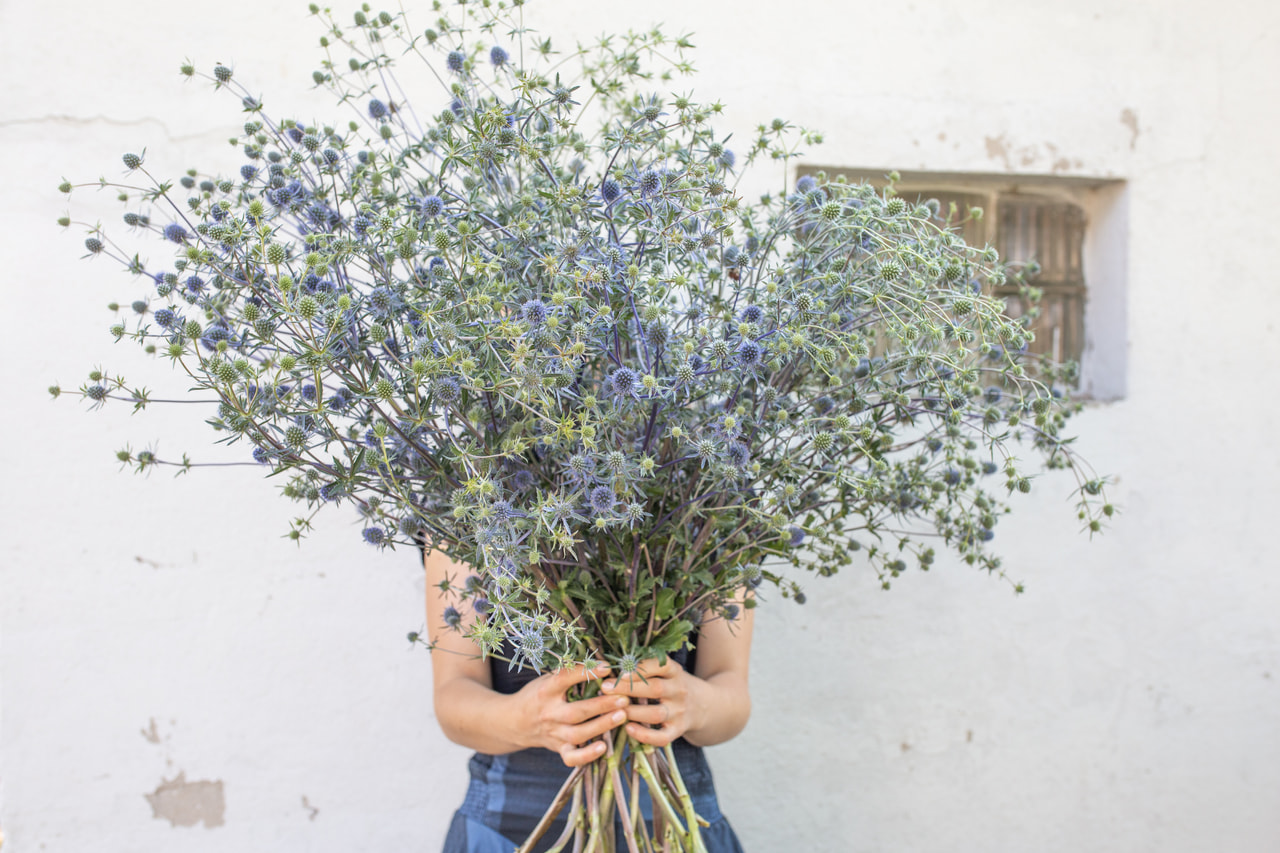 Platte kruisdistel, Loukykvět