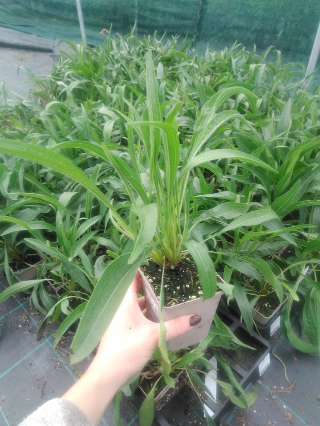 Punahattu Hula Dancer - 2024