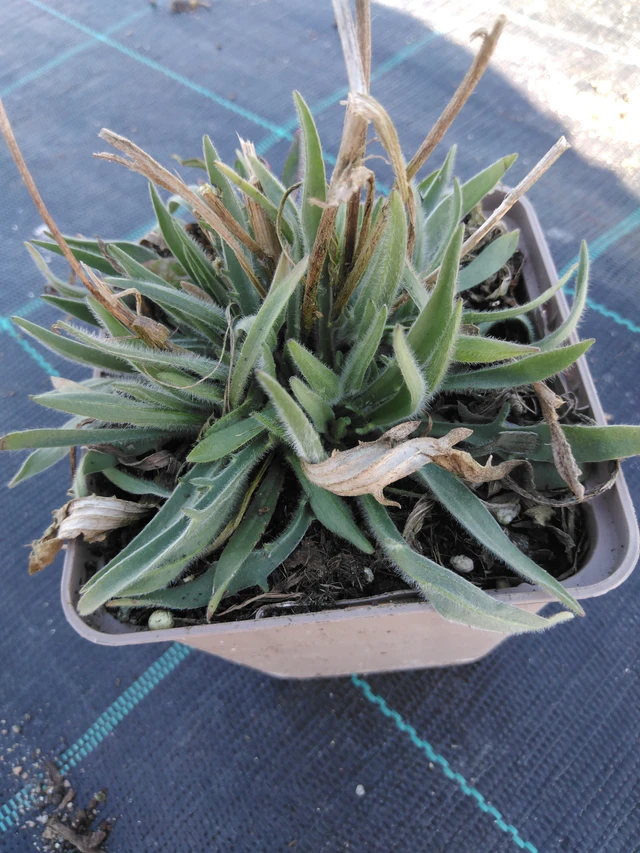 Siniharmaakello Alba - 3. 4. 2025