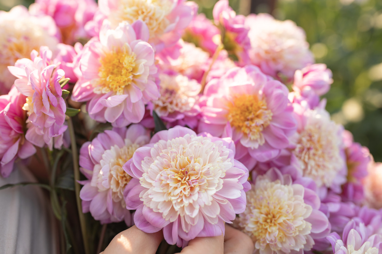 Daalia Take off, Loukykvět