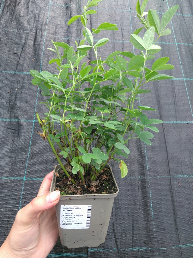 Revonpapu - 11. 7. 2025