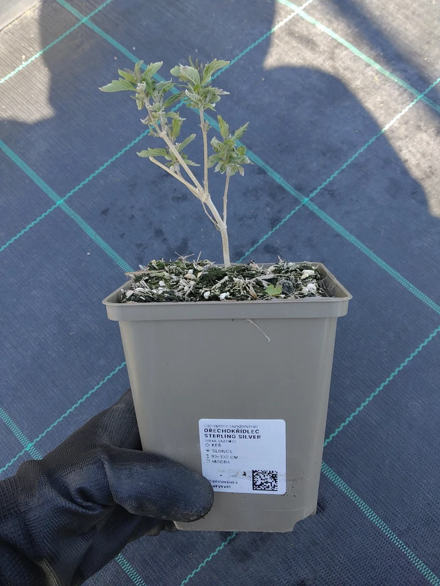 Ořechokřídlec Sterling Silver - 13. 5. 2026