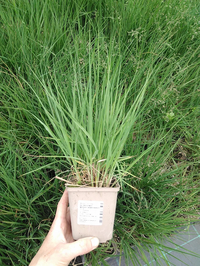 Siniheinä Heidebraut - 9. 6. 2025