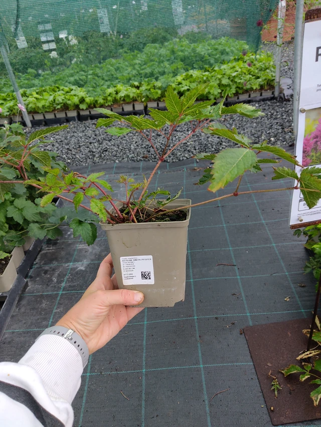 Jaloangervo Anita Pfeifer - 10. 9. 2025