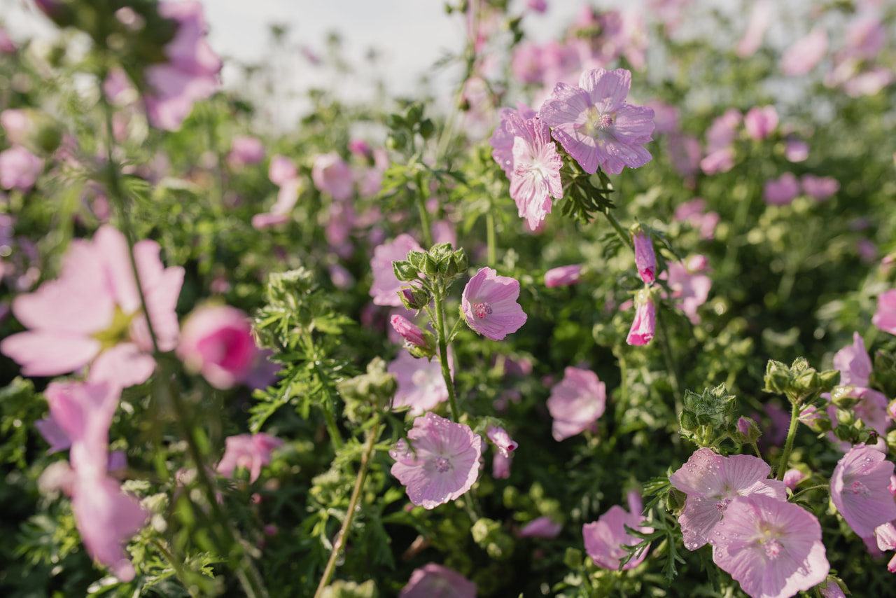 Malva moschata, Loukykvět