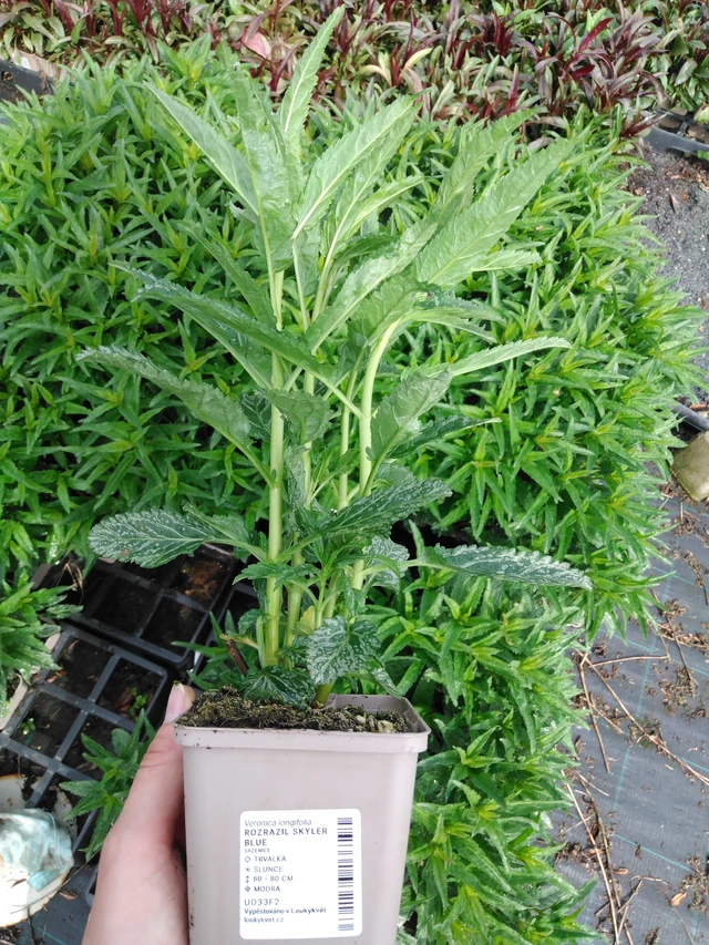 Tädyke Skyler Blue - 2024