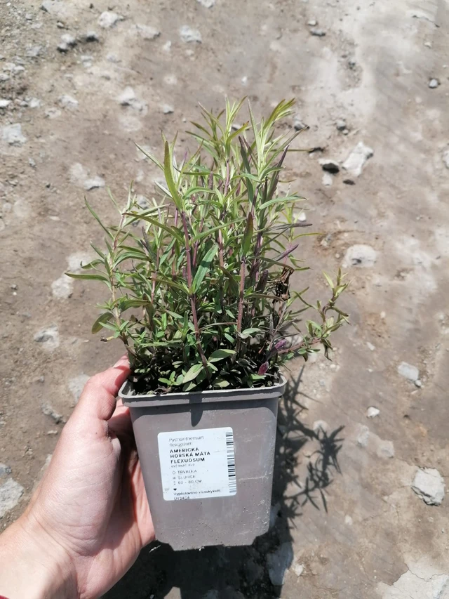 Vuoriminttu Flexuosum - 2024