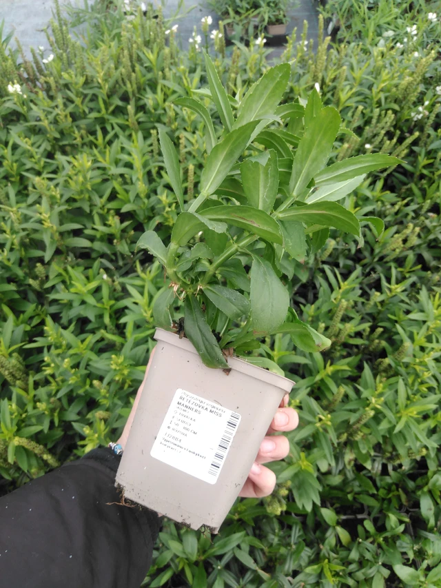 Kellopeippi Miss Manners - 2024