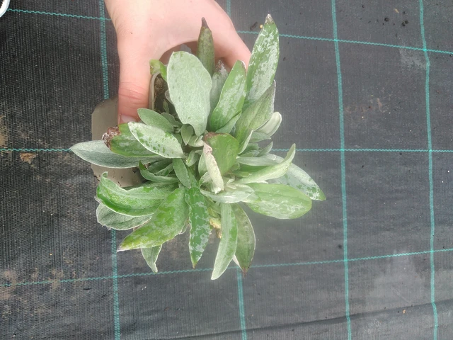 Anaphalis triplinervis - 17. 7. 2025