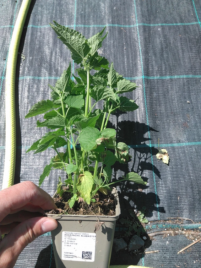 Iiso Alabaster - 24. 6. 2025