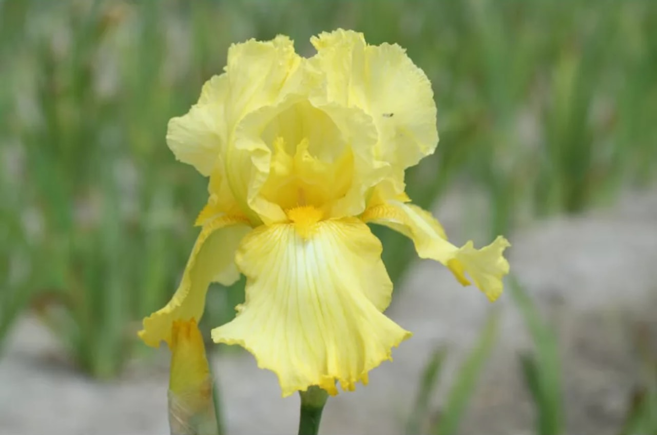 Kurjenmiekka Lime Fizz, Loukykvět