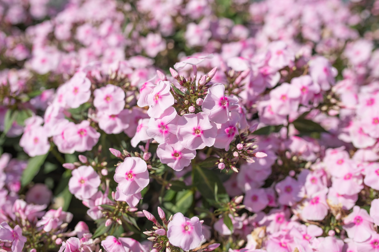 Syysleimu Sweet Summer Sensation, Loukykvět