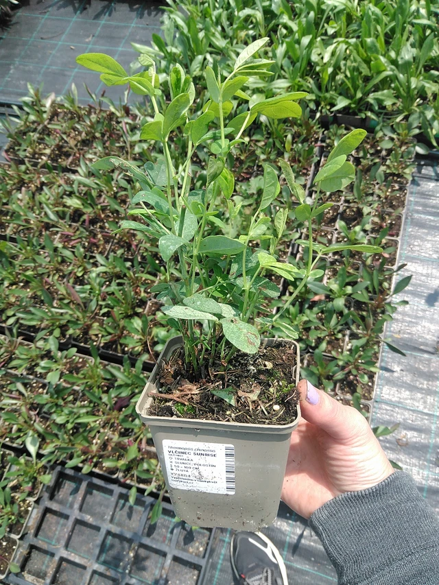 Revonpapu Sunrise - 9. 6. 2025