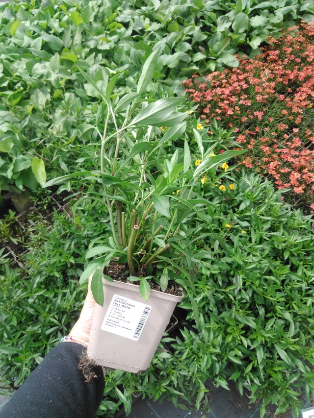 Coreopsis Full Moon - 2024