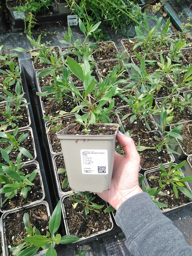 Komeapunikki Rosato Rose Pink - 9. 6. 2025