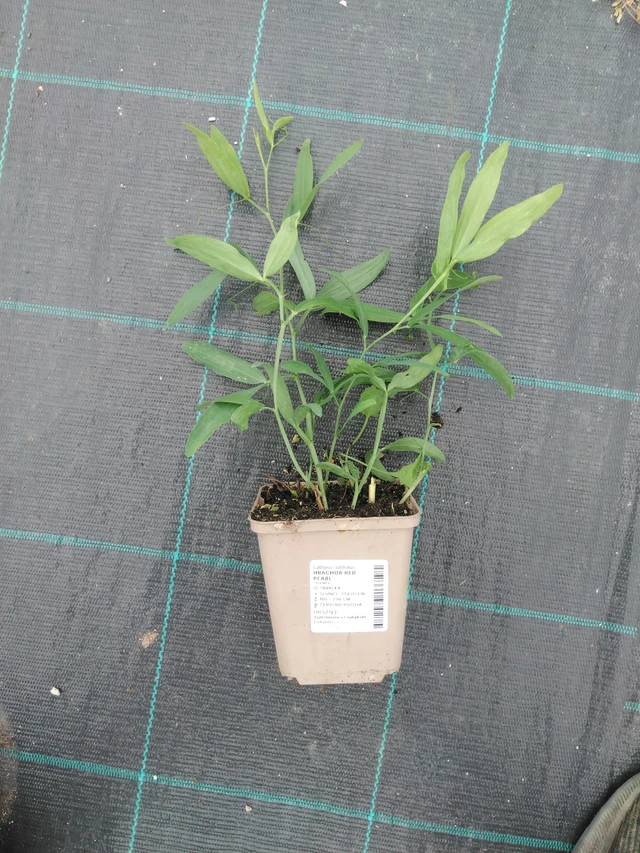 Tuoksuherne Red Pearl - 2024