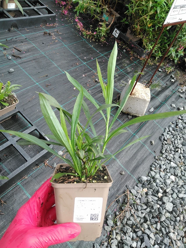 Solidaster Lemore - 29. 7. 2025