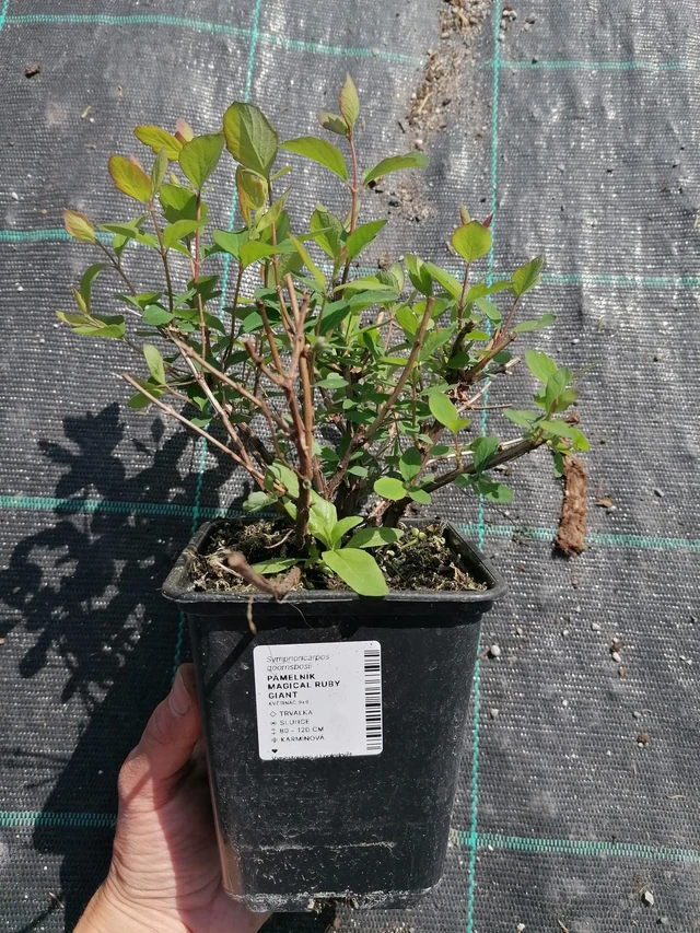 Symphoricarpos Magical Ruby Giant - 2024