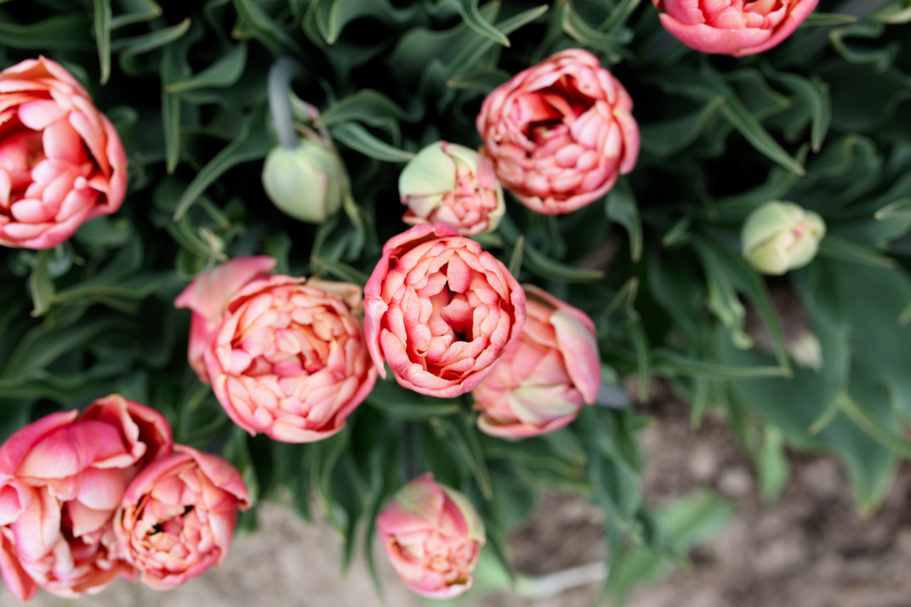 Tulppaani Copper Image, Loukykvět