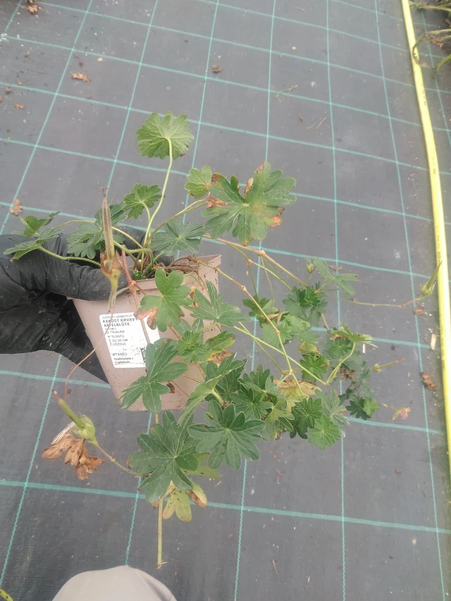 Verikurjenpolvi Apfelblüte - 10. 9. 2025