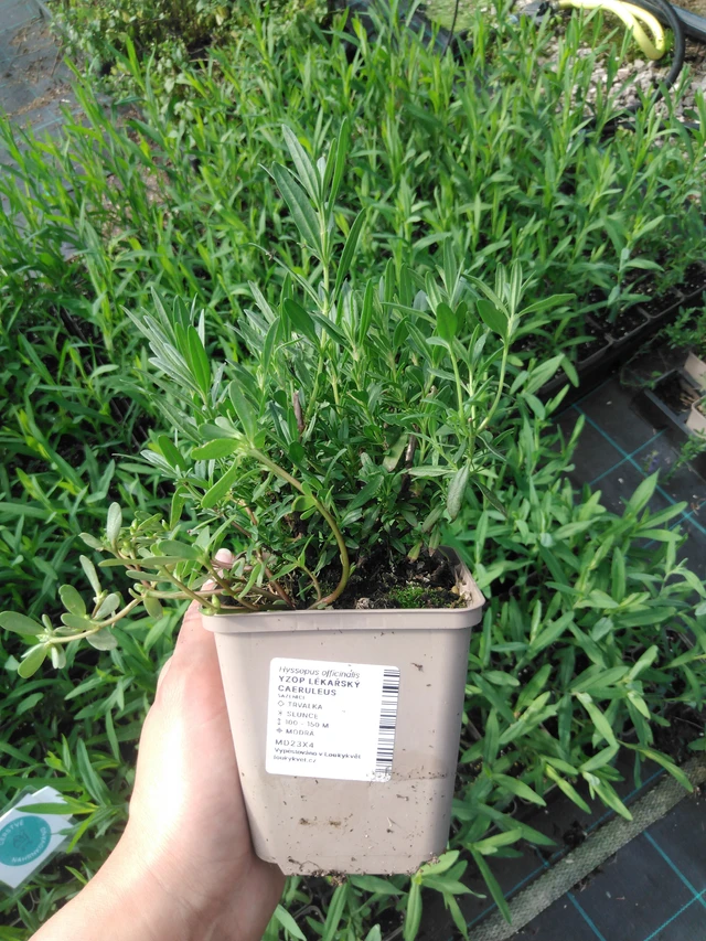 Hisopo Caeruleus - 2024