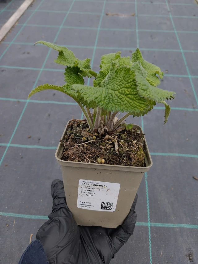 Paloyrtti Tuberosa - 31. 3. 2026