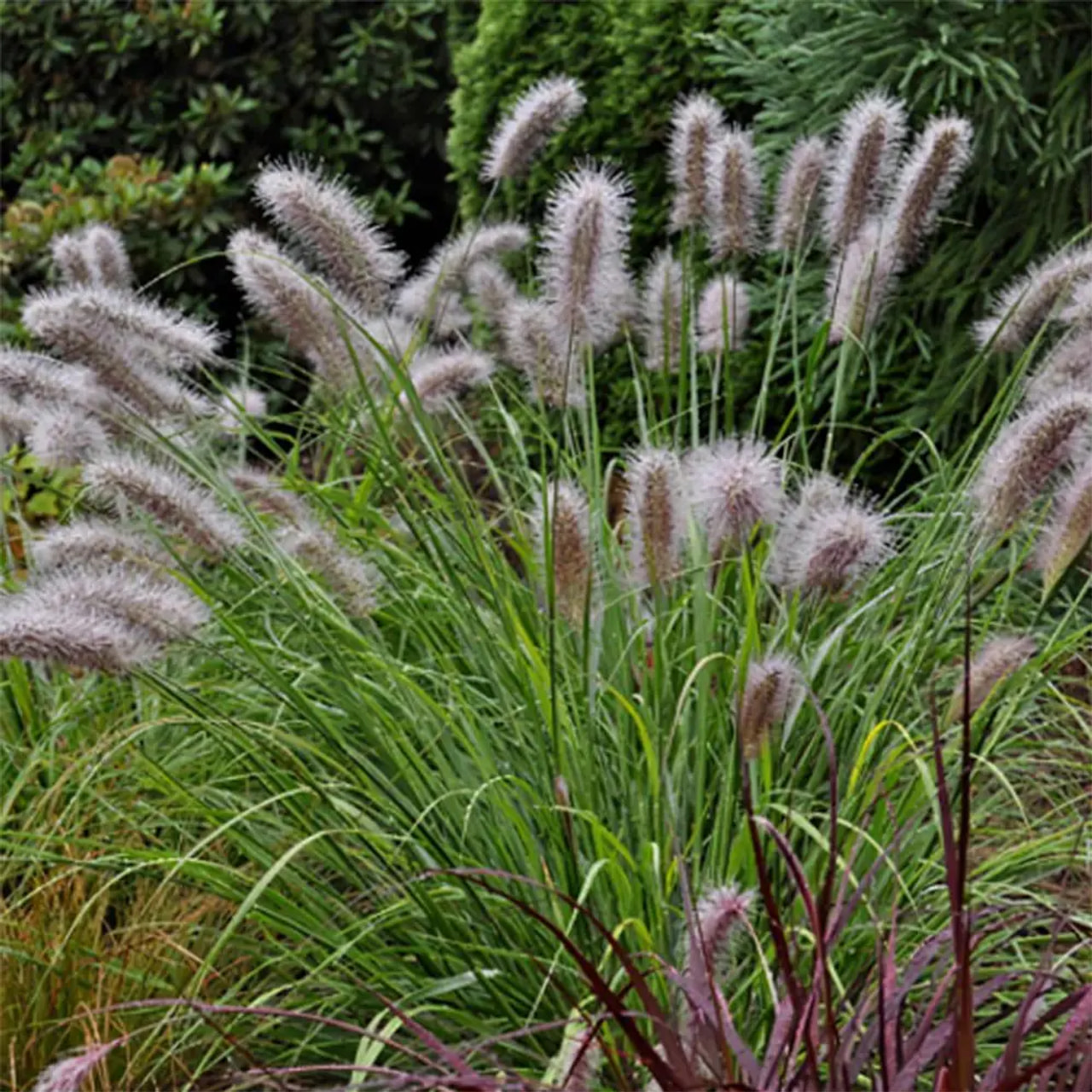 Sulkahirssi Moudry, Loukykvět