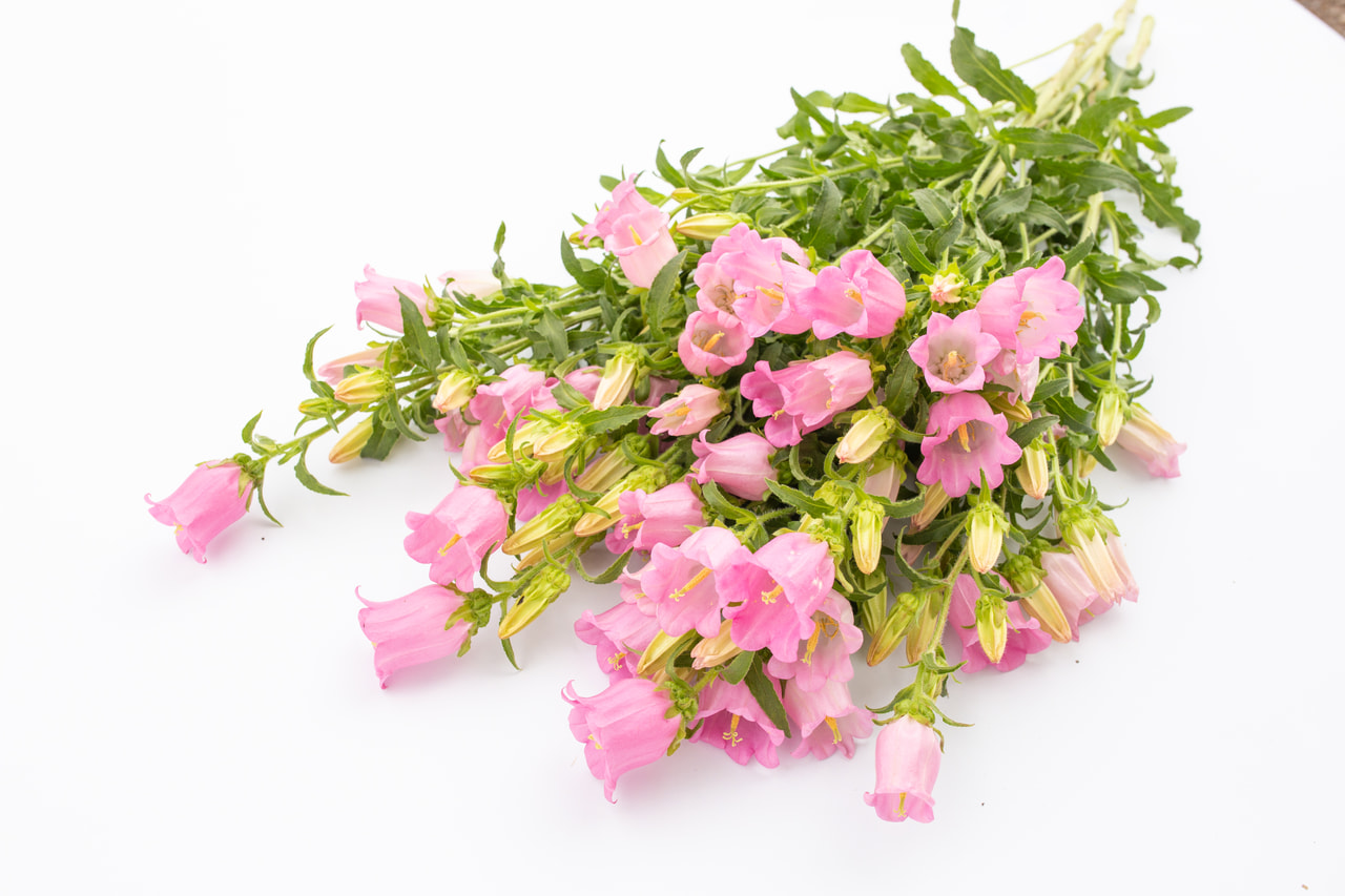 Klokjesbloem Champion Pink, Loukykvět