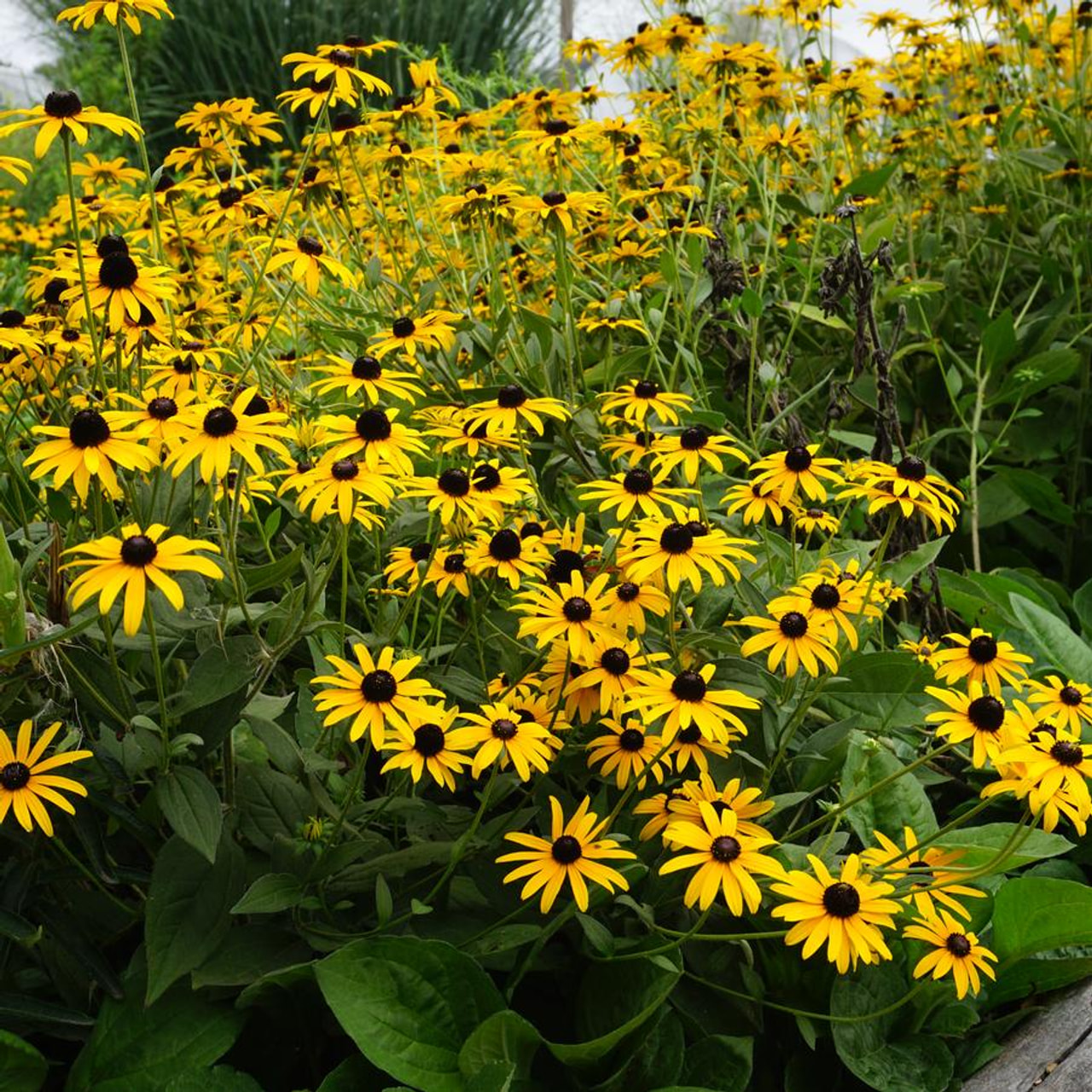 Päivänhattu Deamii, Loukykvět