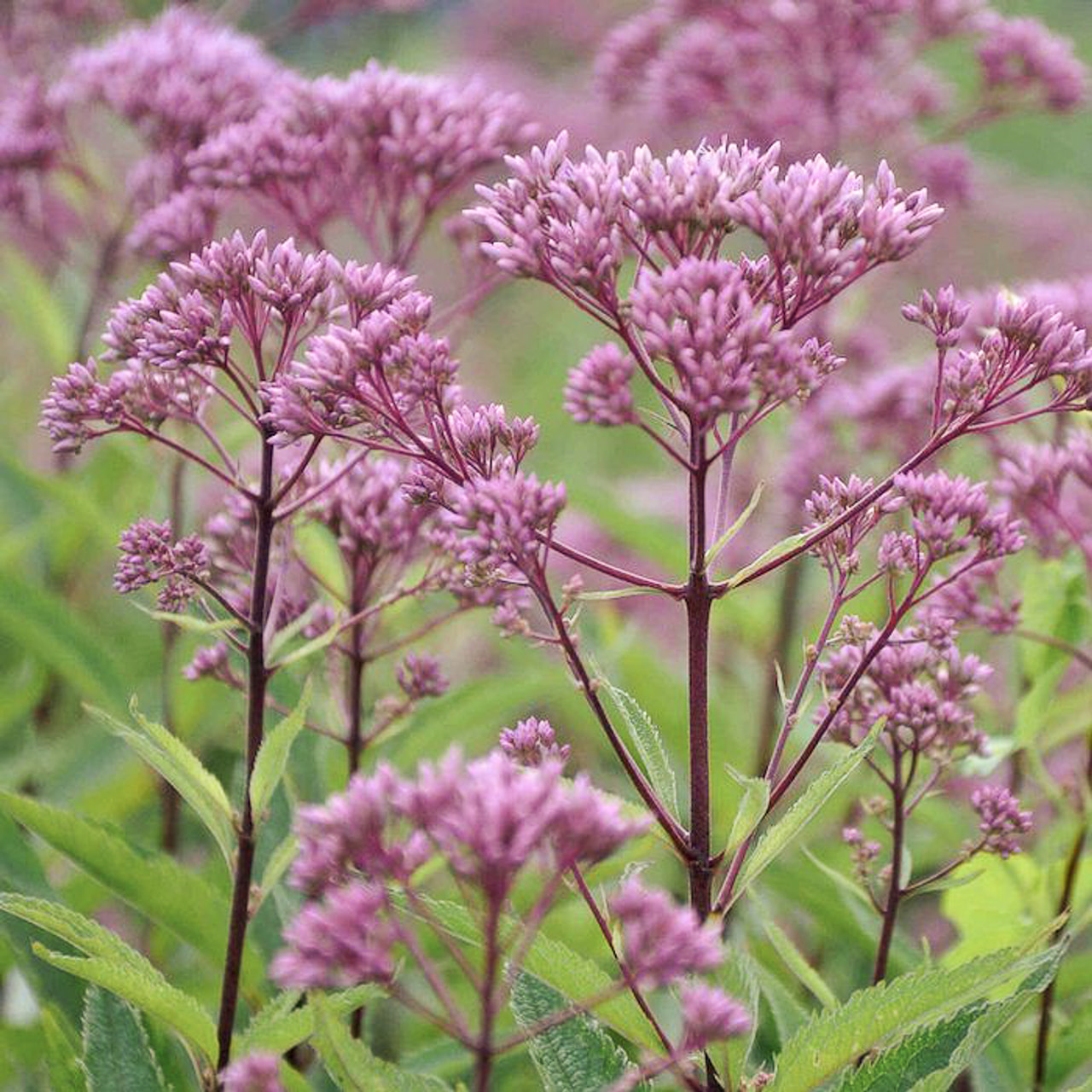 Punalatva Purple Bush, Loukykvět