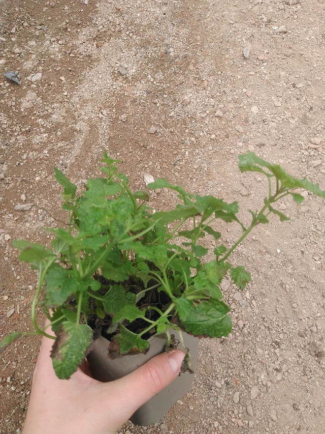 Meduňka lékařská - 17. 7. 2025