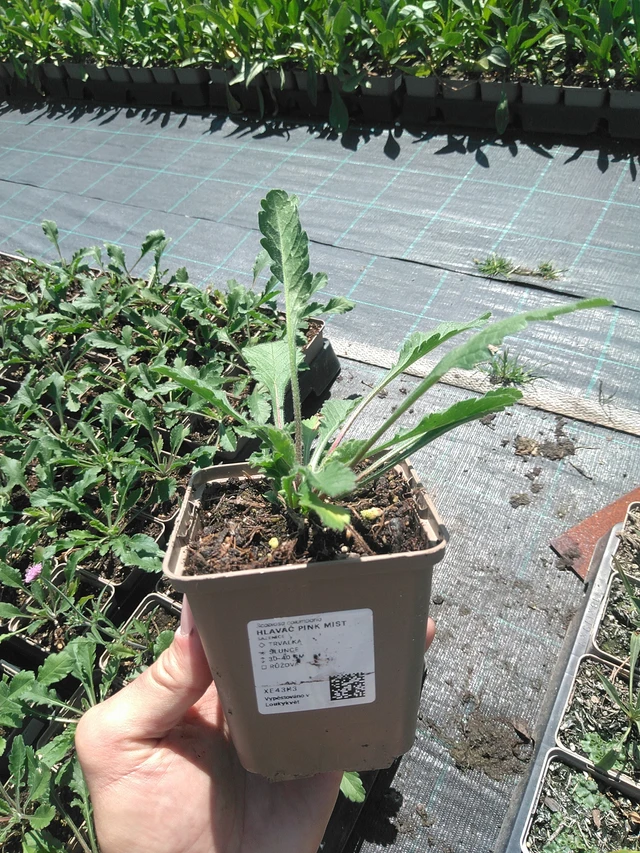 Escabiosa Pink Mist - 24. 6. 2025